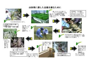 品種改良の流れ