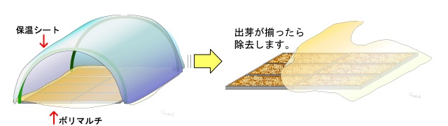 無加温出芽